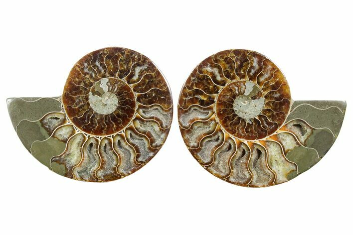 Cut & Polished Crystal-Filled Ammonite Fossil - Madagascar #354164